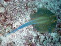 030508_Abu Kefan - Raie pastenague - Dsc02283~